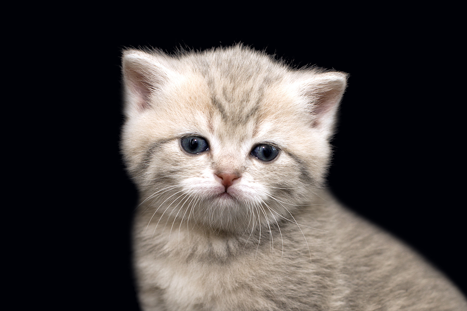 A to Z of kitten care — Elwood vet
